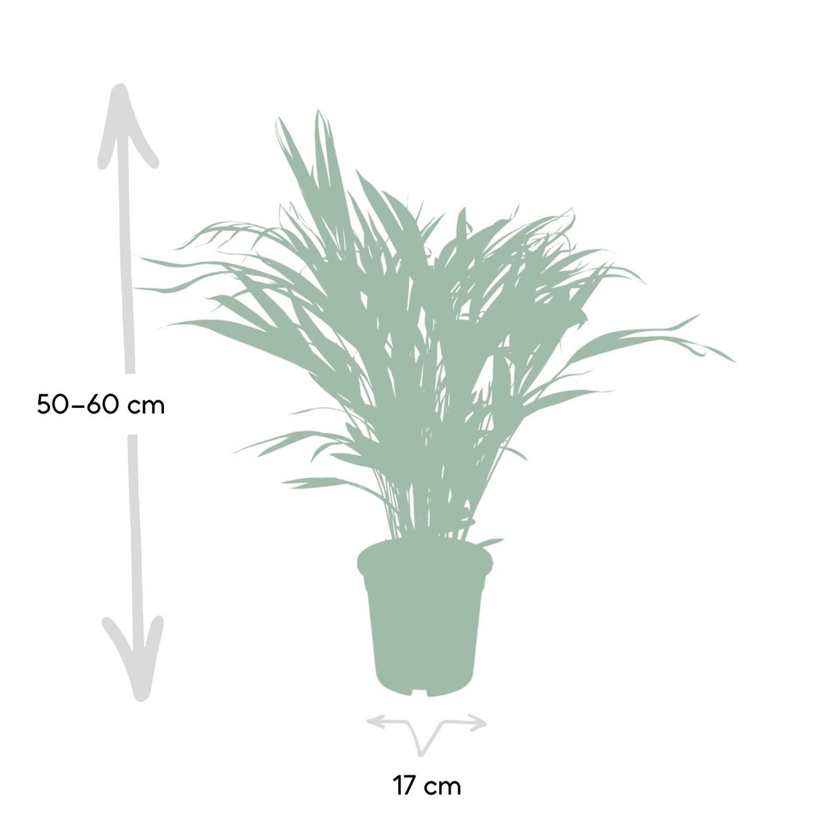 Areca-Palme Dypsis Größen-Einordnung