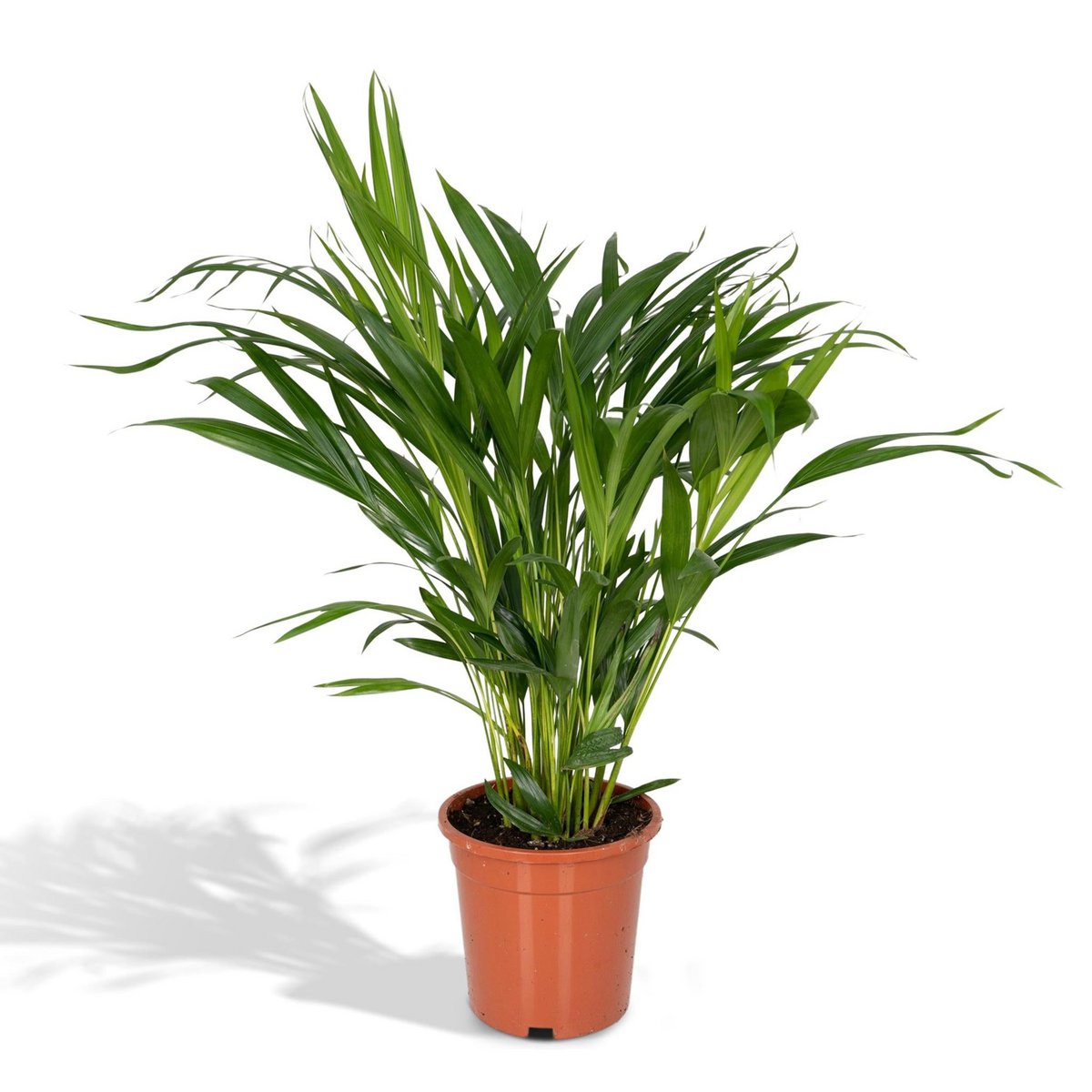 Areca-Palme Dypsis lutescens 60 cm im 17 cm Topf – Gesamtansicht