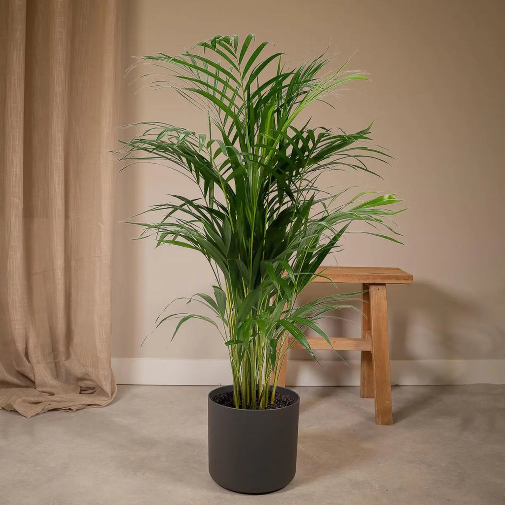 Areca-Palme im Wohnzimmer als tropischer Blickfang – Dypsis lutescens