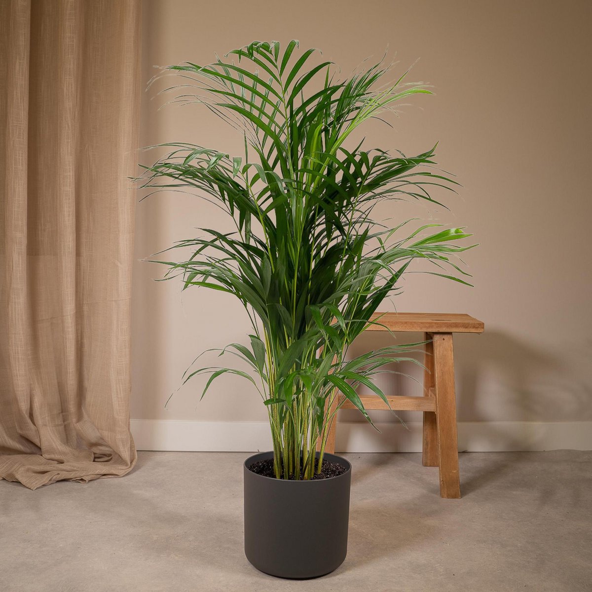 Areca-Palme im Wohnzimmer als tropischer Blickfang – Dypsis lutescens