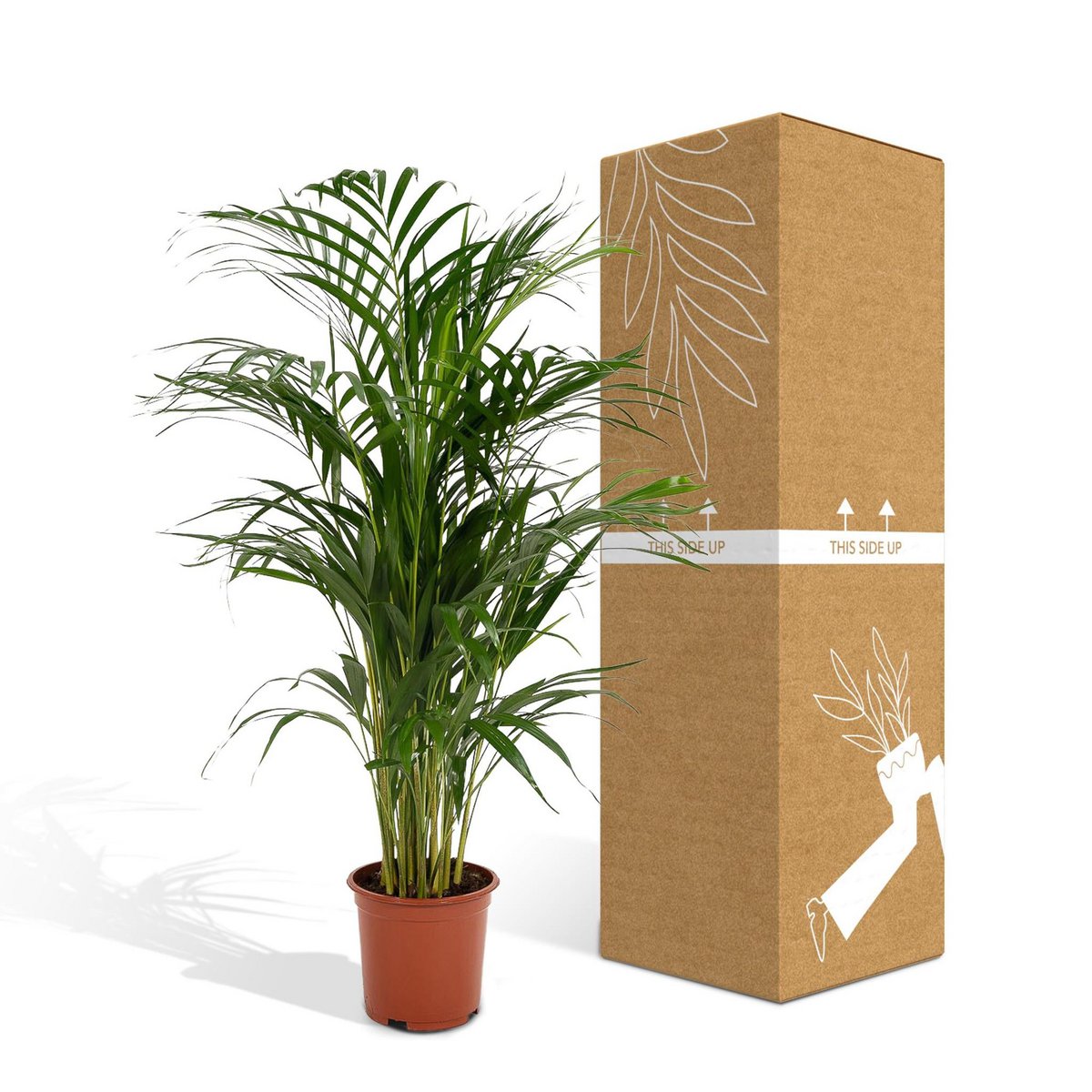 Areca-Palme sicher verpackt – bruch- und transportsichere Versandverpackung