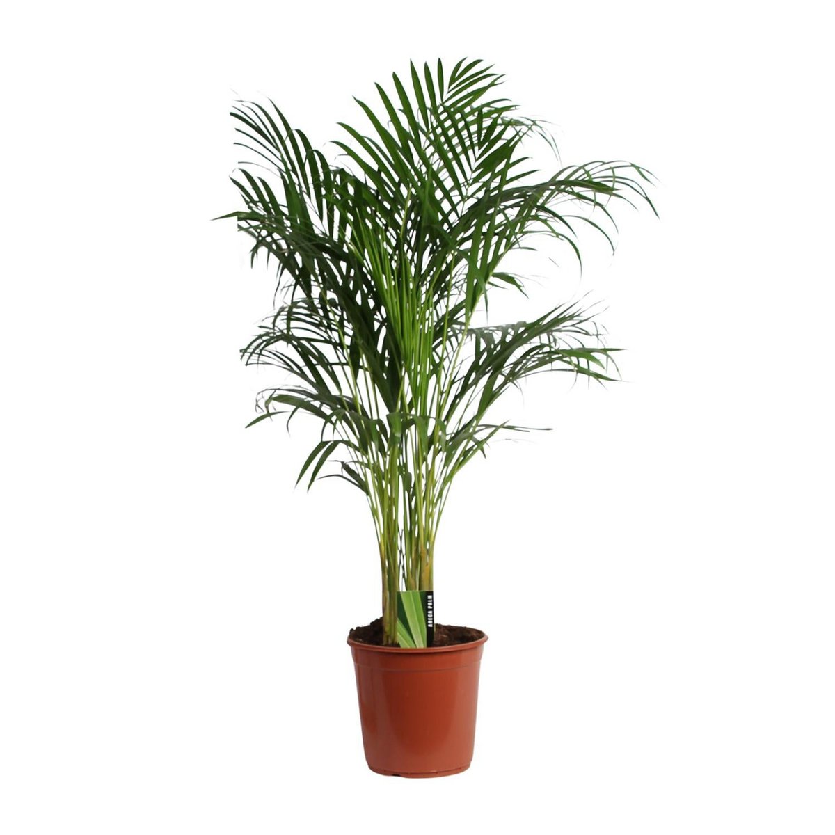 Areca-Palme Dypsis lutescens freigestellt im Ø24 cm Kulturtopf, ca. 120 cm hoch
