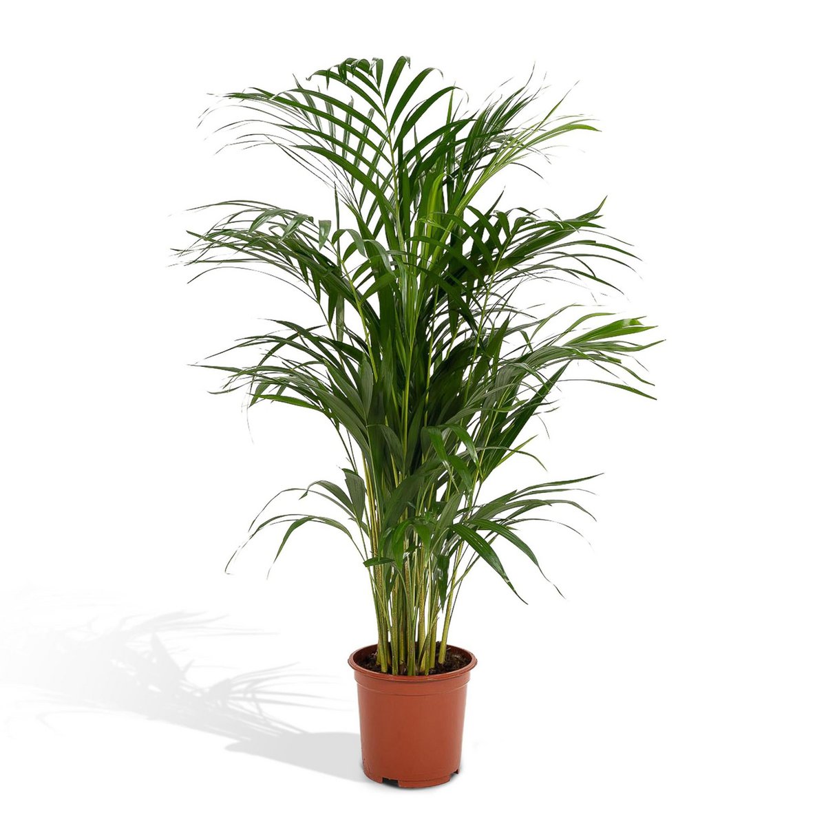„Areca-Palme Dypsis lutescens freigestellt – Topf Ø21 cm, ca. 110 cm