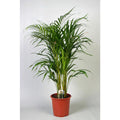 Areca-Palme Dypsis lutescens Ø21 cm – ca. 100 cm Zimmerpalme