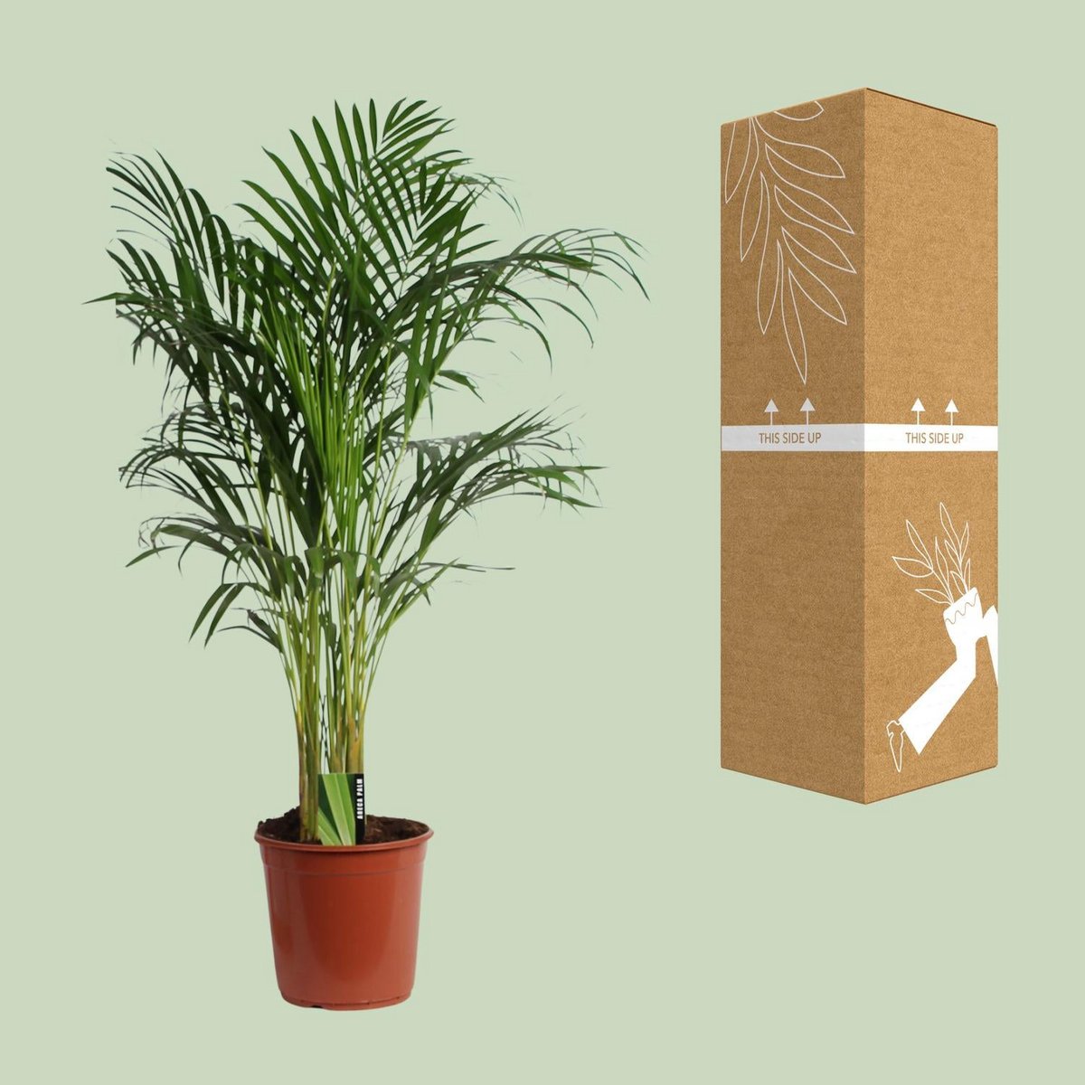 Areca-Palme Dypsis lutescens neben bruch- und transportsicherer Versandverpackung
