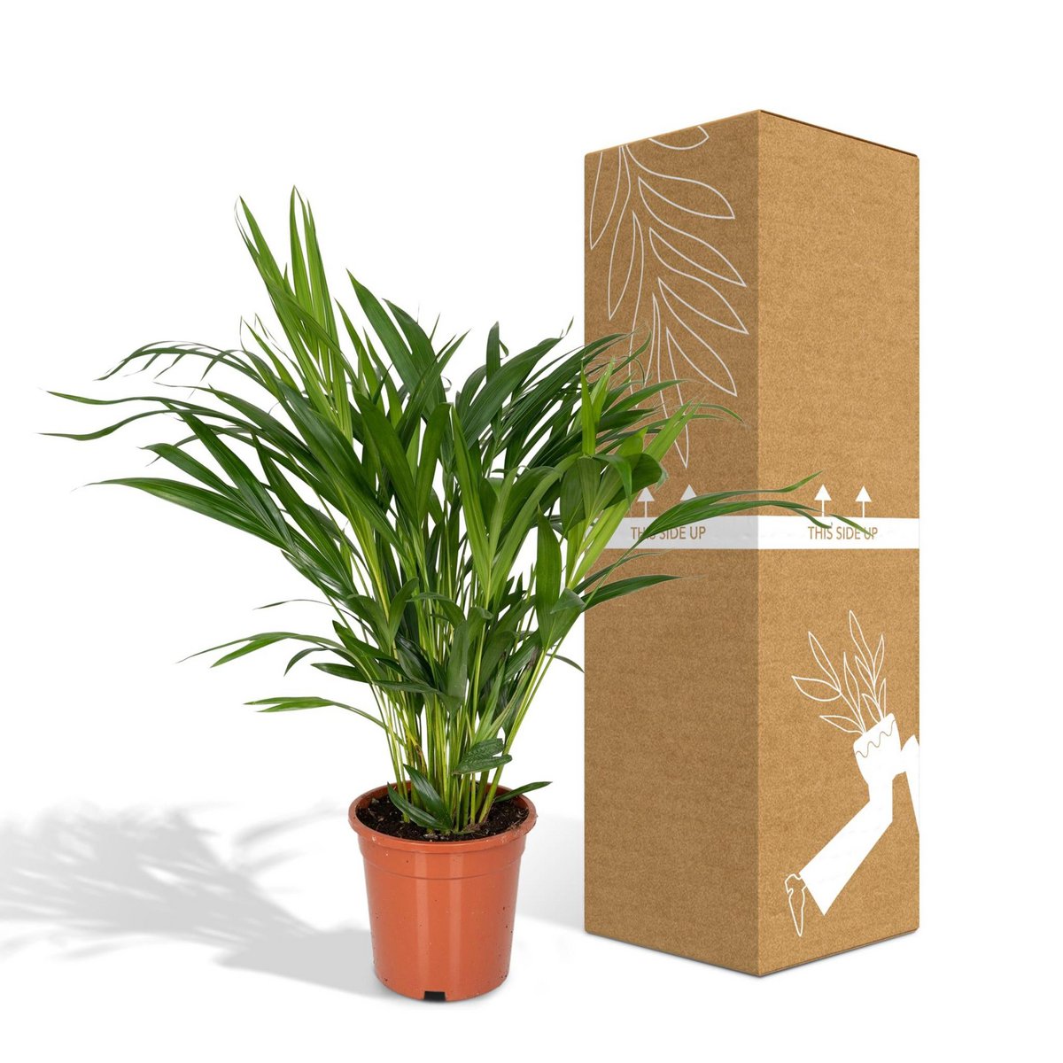 Areca-Palme Dypsis mit bruch- und transportsicherer Versandverpackung