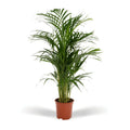 Areca-Palme Dypsis lutescens im Ø19 cm Topf, ca. 85 cm hoch. Heller bis halbschattiger Standort, mäßig gießen, ideal für Wohnzimmer & Büro.