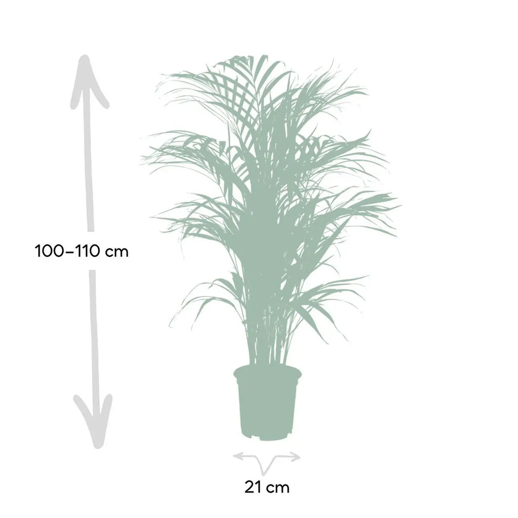 Areca-Palme Dypsis lutescens – Größenvergleich/Visualisierung Lieferhöhe ca. 110 cm