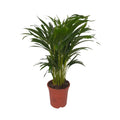 Areca-Palme Dypsis lutescens freigestellt im Ø17 cm Kulturtopf, ca. 55 cm hoch