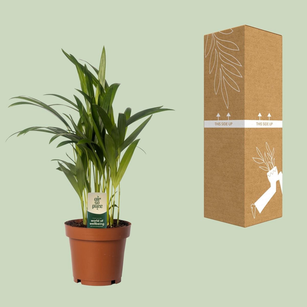 Areca-Palme Dypsis lutescens – Visualisierung der Maße bei Lieferung (ca. 40 cm, P12)