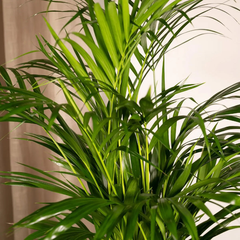 Nahaufnahme Areca-Palme – gefiederte grüne Wedel und feine Blattstruktur