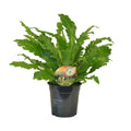 Asplenium campio Ø17 cm freigestellt – grüner Zimmerfarn