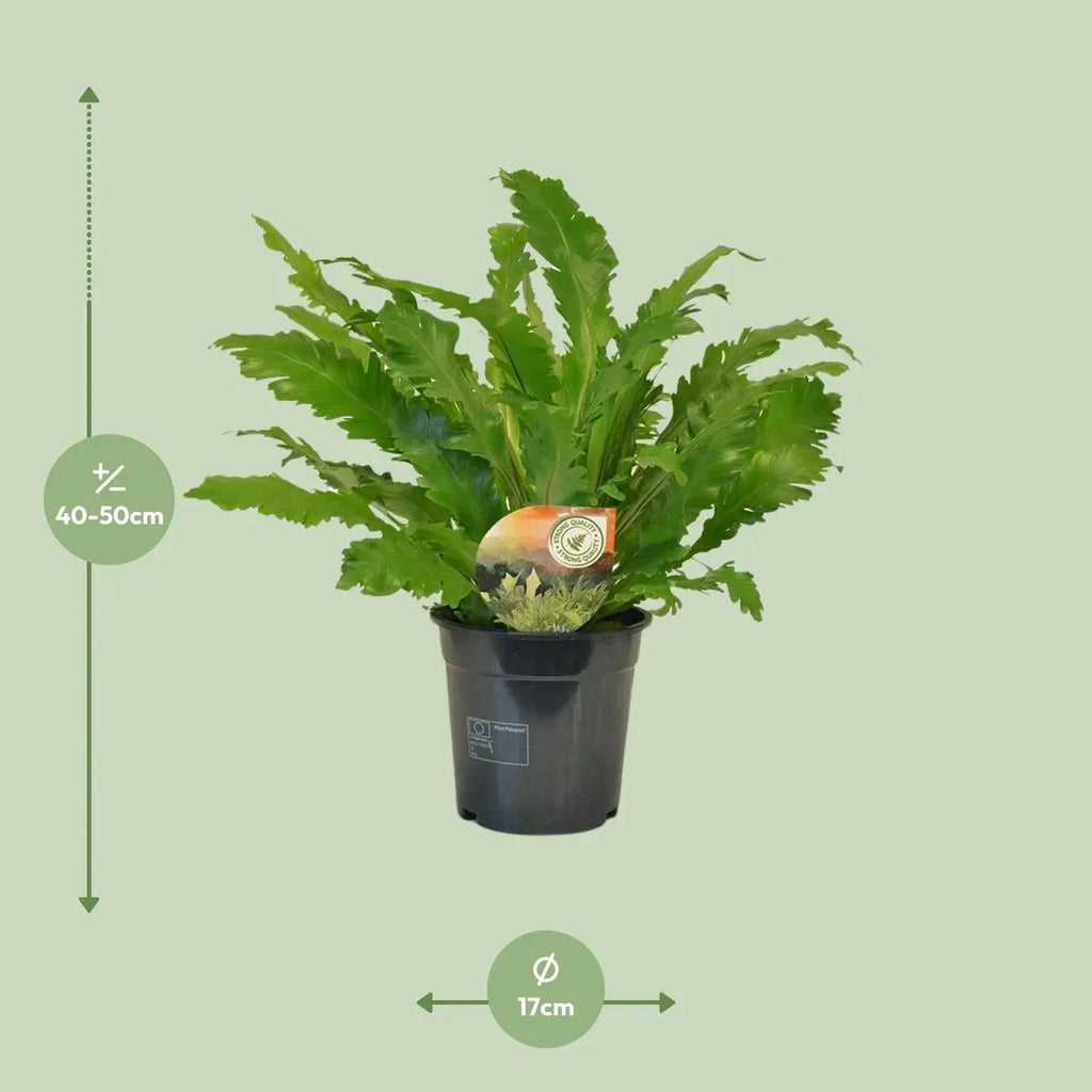 Asplenium campio – Visualisierung der Liefergröße ca. 50 cm, Topf Ø17 cm