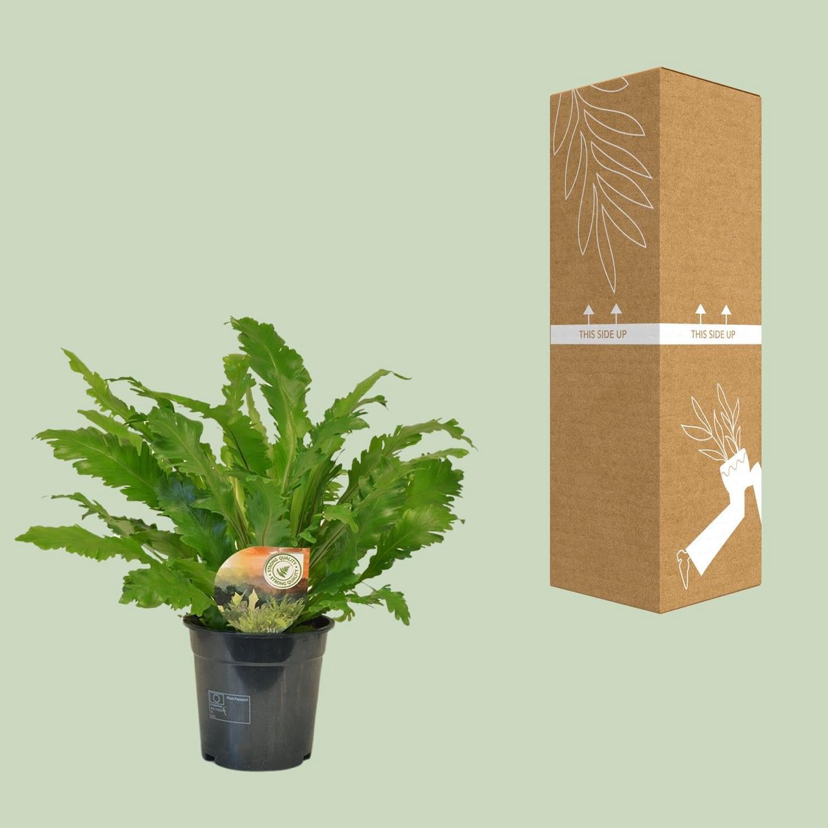Asplenium campio neben bruch- und transportsicherer Versandverpackung