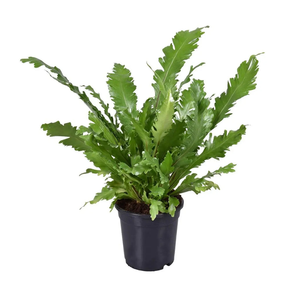 Asplenium nidus Begonia Nest 45 cm im Kulturtopf Ø17 – Vogelnestfarn