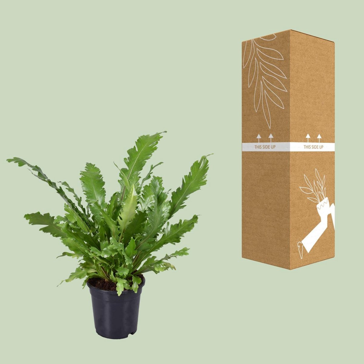 Asplenium nidus mit bruch- und transportsicherer Versandverpackung