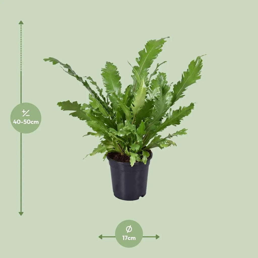 „Asplenium nidus Rosettenwuchs nestförmig – tropischer Farn“