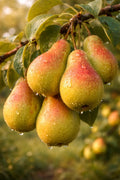 Clapps Liebling Birne Birnenbaum Obstbaum kleinbleibend 2-jährig Busch - Pille Gartenwelt