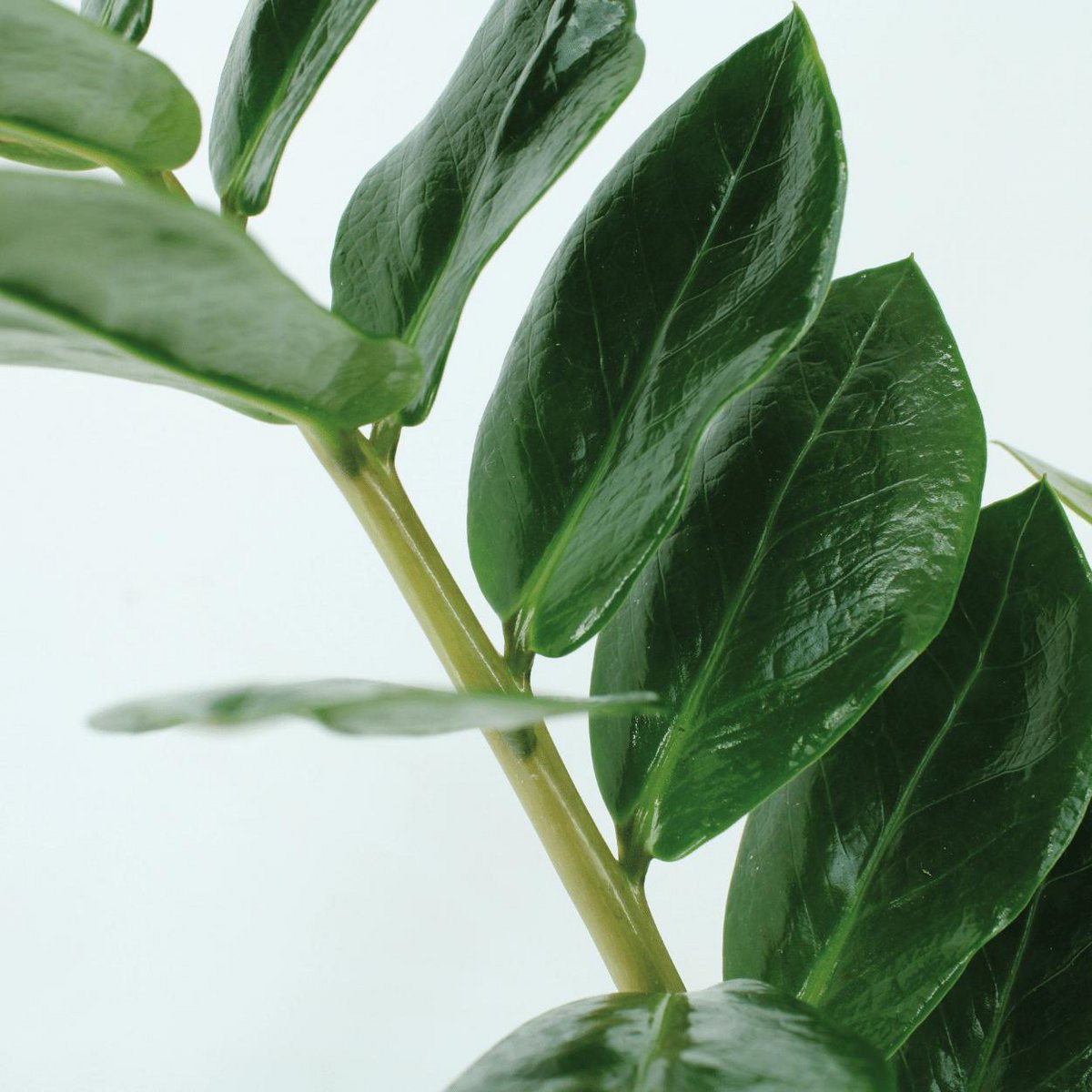 Nahaufnahme der Blätter der Zamioculcas zamiifolia