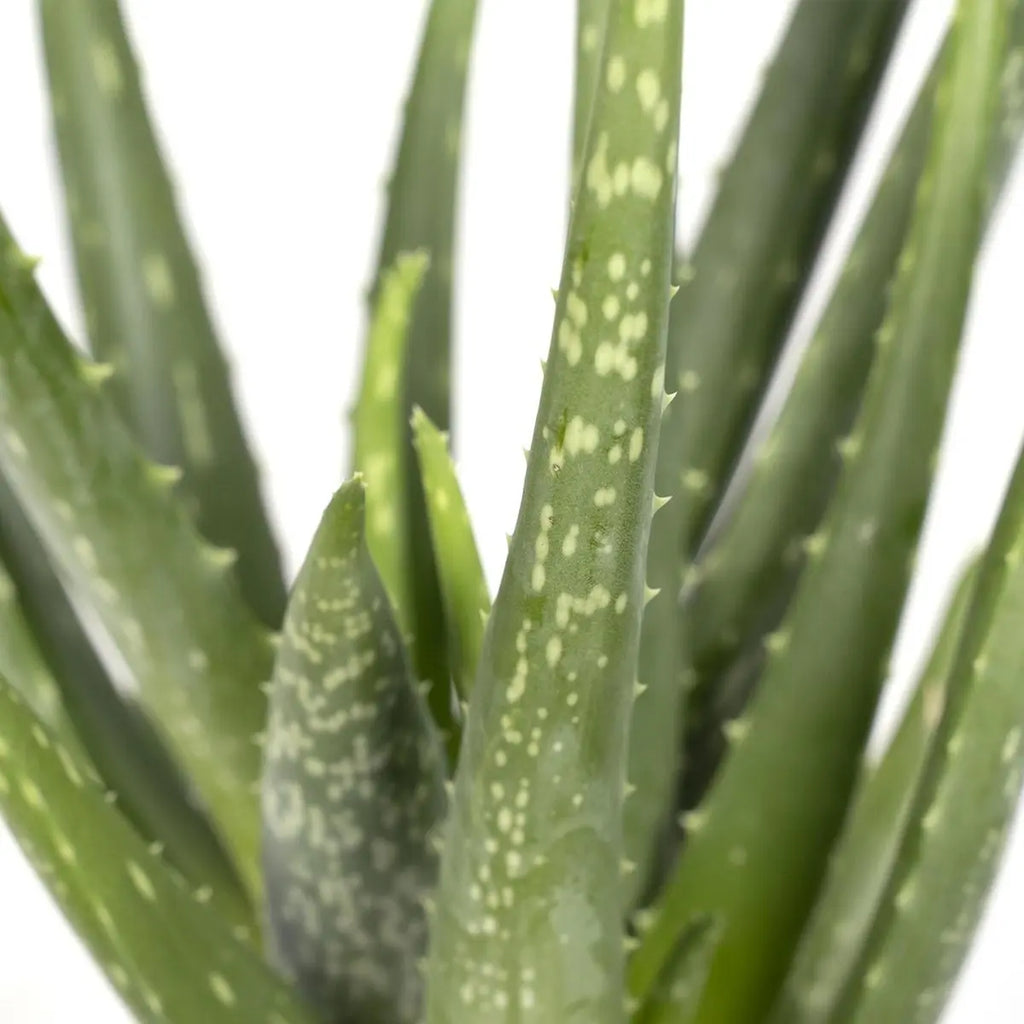 Nahaufnahme der Blätter der Aloe Vera Pflanze mit feinem Blattmuster