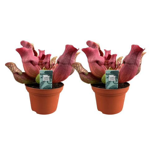 Sarracenia Maroon 2er Set im 12 cm Topf bordeauxrote Kannenpflanze