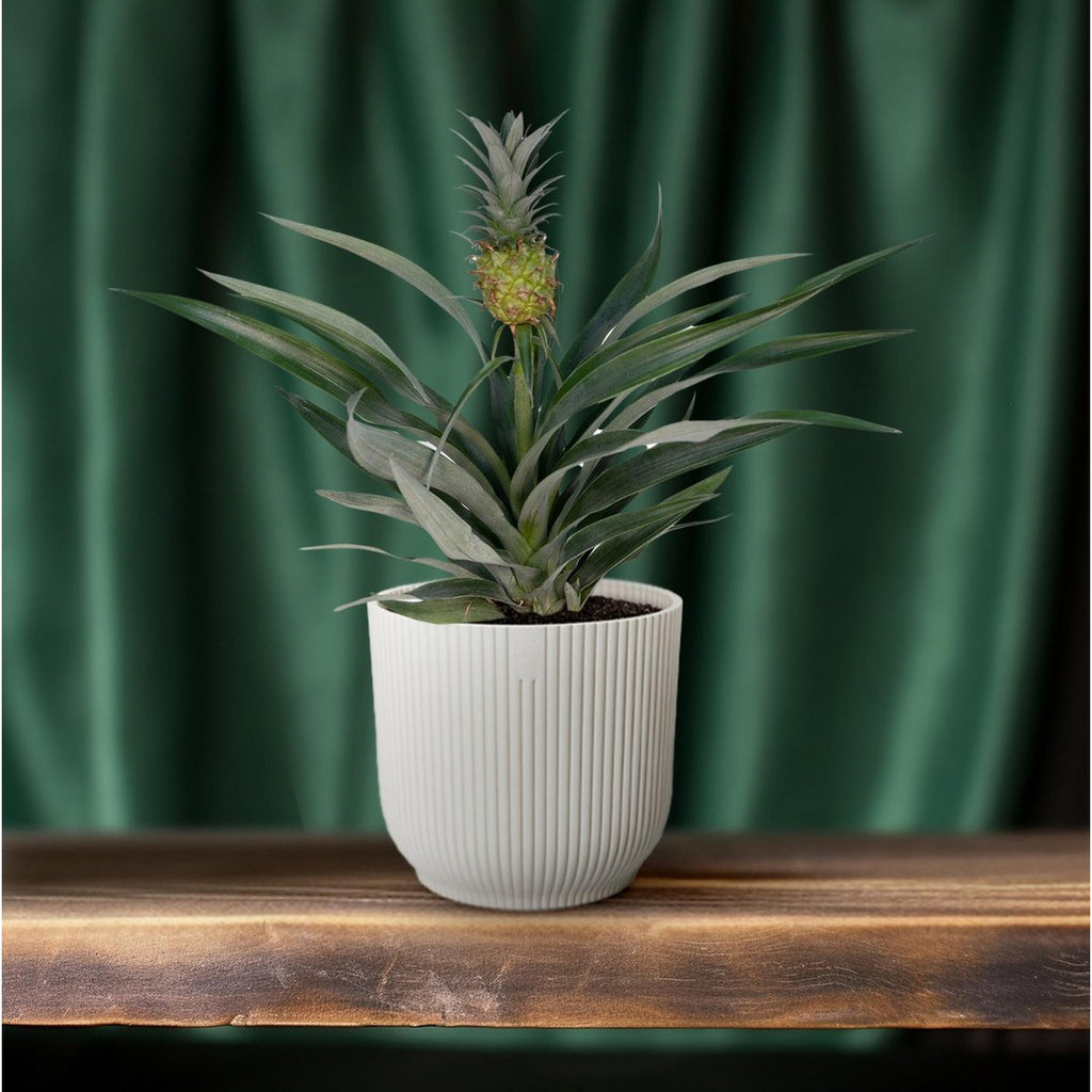 Bromelia ananas im Lifestyle Einsatz auf Schrank