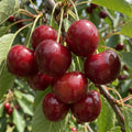 Büttners Rote Knorpelkirsche – Terrassenobst, Busch oder Halbstamm Pille Gartenwelt