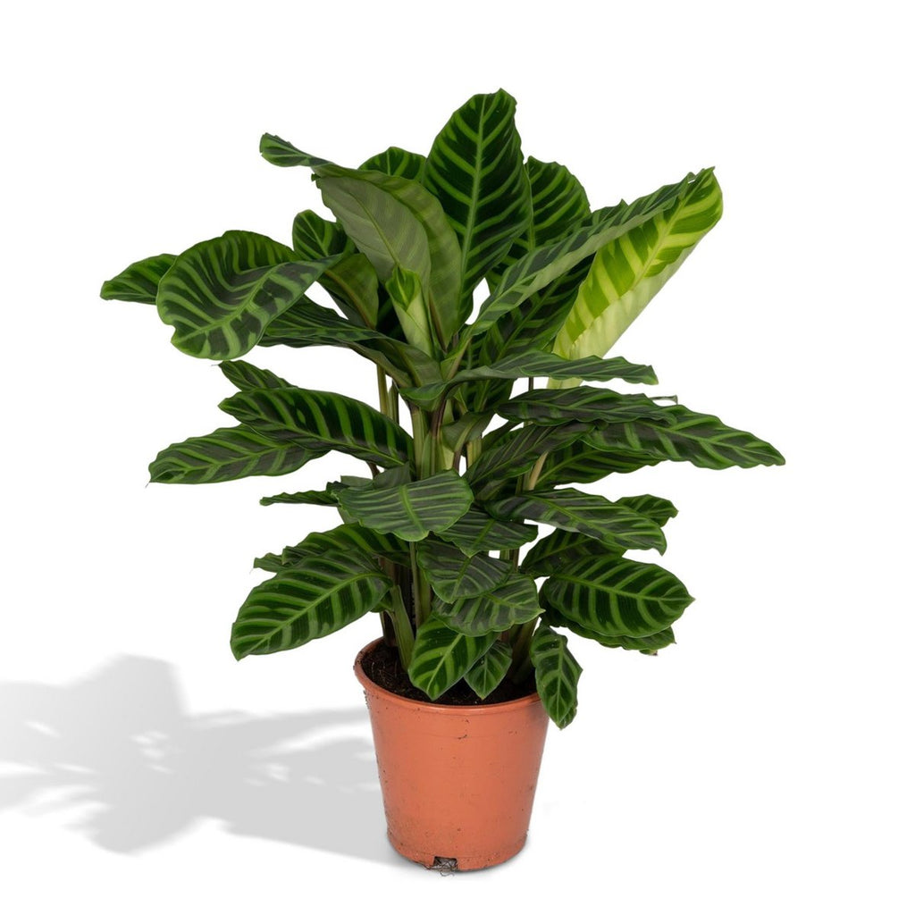 Calathea Zebrina Ø19 cm ca. 80 cm Zebrapflanze Zimmerpflanze
