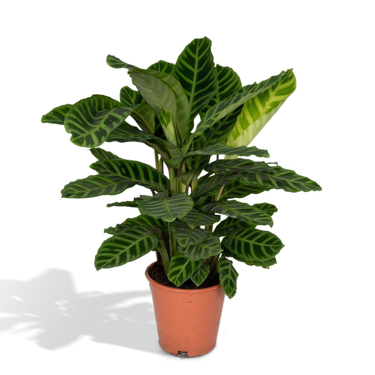 Calathea Zebrina Ø19 cm ca. 80 cm Zebrapflanze Zimmerpflanze