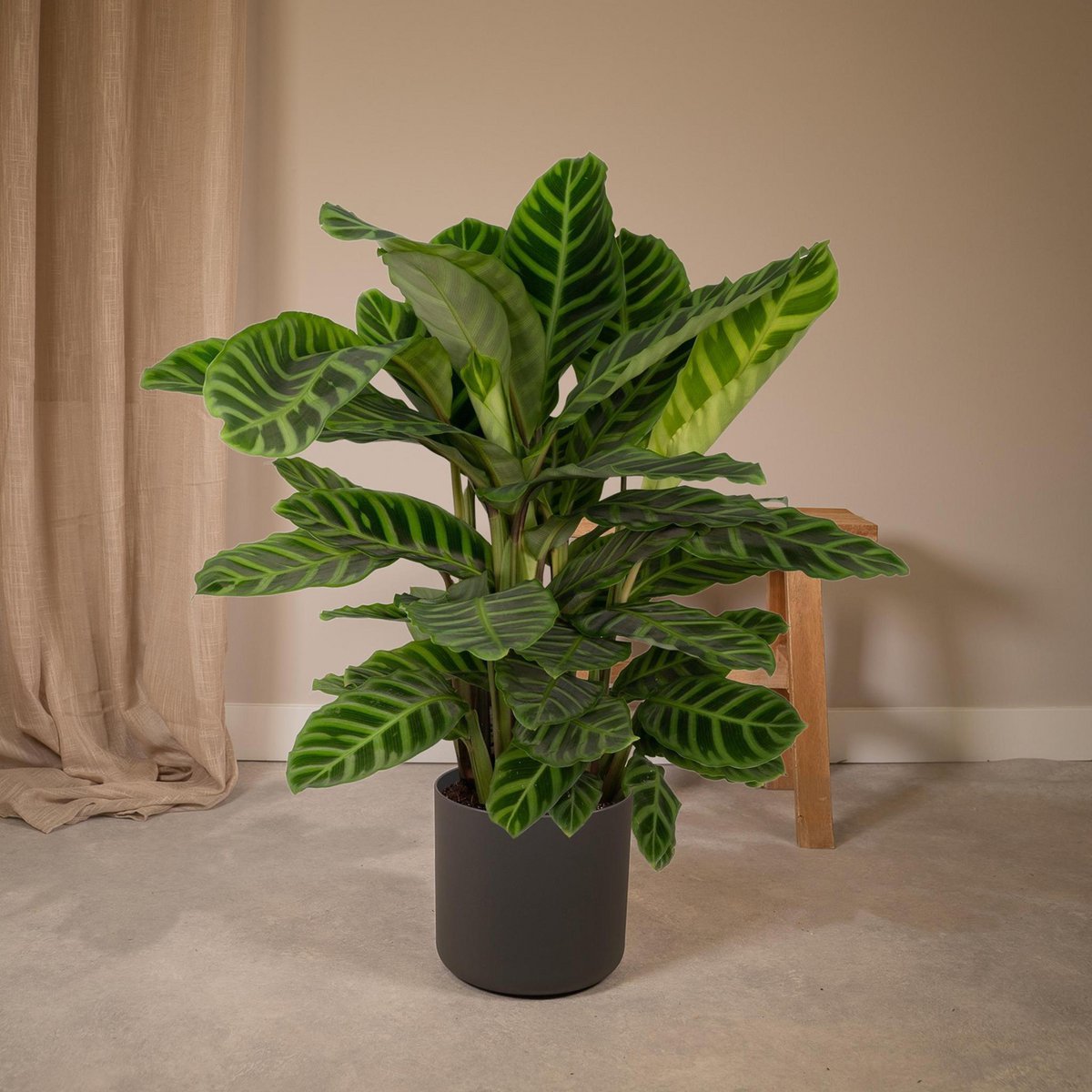 Calathea Zebrina Ø19 im Wohnzimmer Deko Beispiel in einem Übertopf