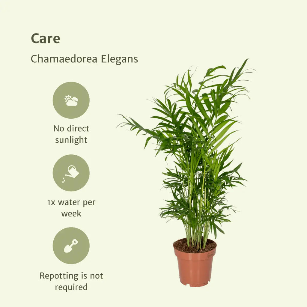 Chamaedorea elegans 2er-Set im Topf 12 cm – Mexikanische Bergpalme Pflegehinweise