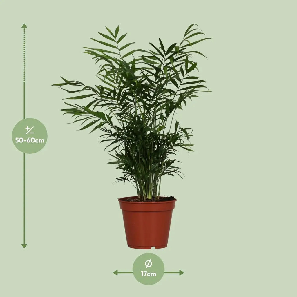 Chamaedorea elegans – Visualisierung der Liefergröße ca. 55 cm, Topf Ø17 cm