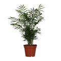 „Chamaedorea elegans Zwergbergpalme Ø17 cm freigestellt – Zimmerpflanze