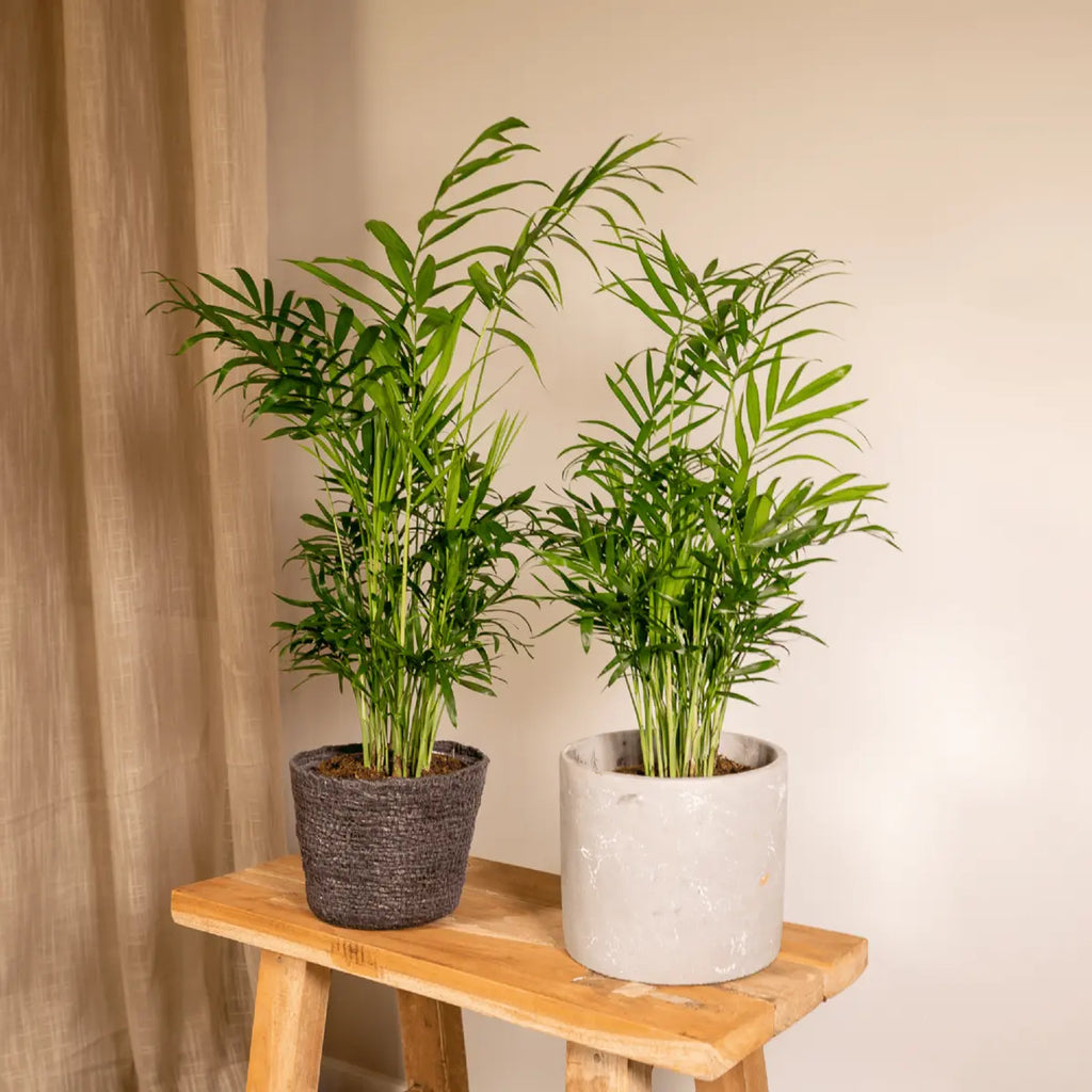 Chamaedorea elegans als Zimmerpflanze im Büro – schattentolerante Bergpalme