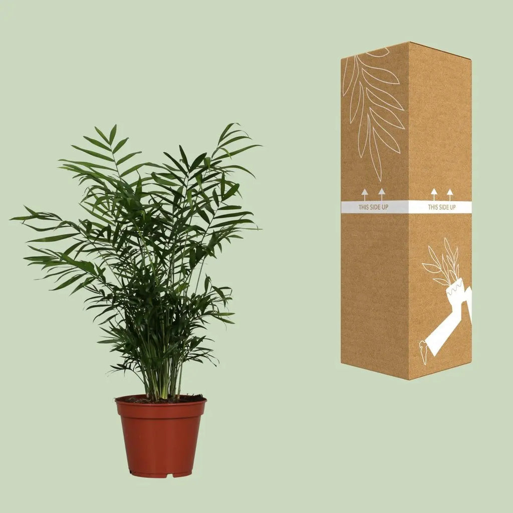 Chamaedorea elegans neben bruch- und transportsicherer Versandverpackung
