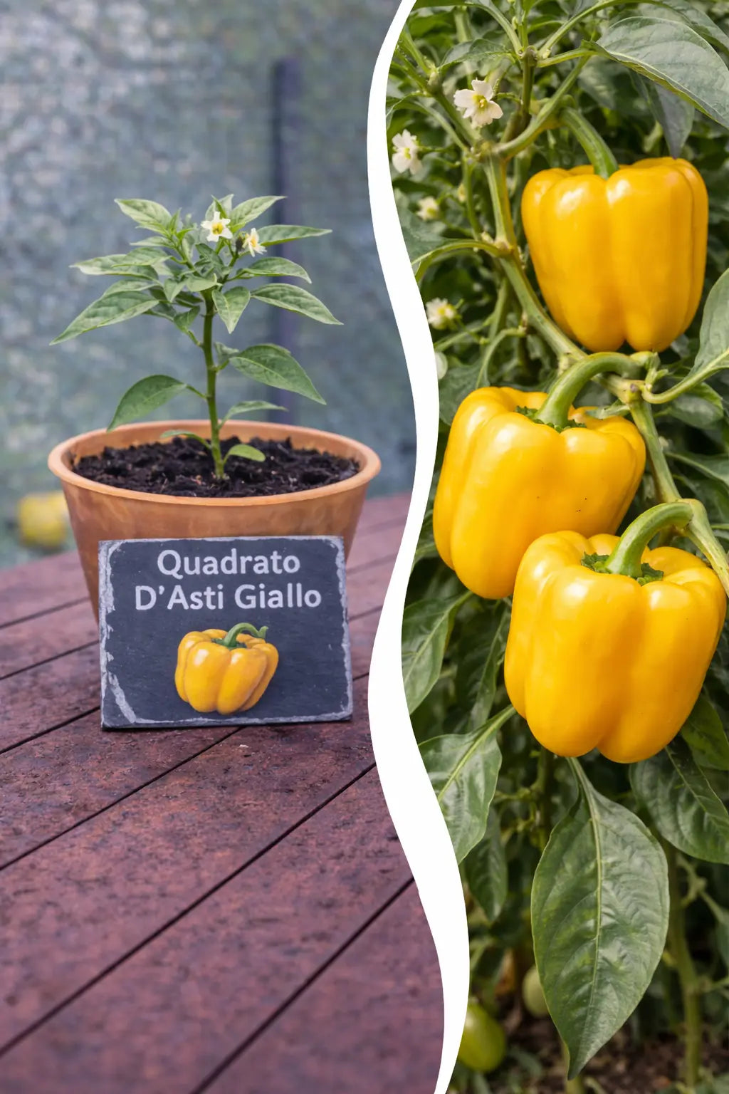 Jungpflanze Paprika - Quadrato d’Asti Giallo