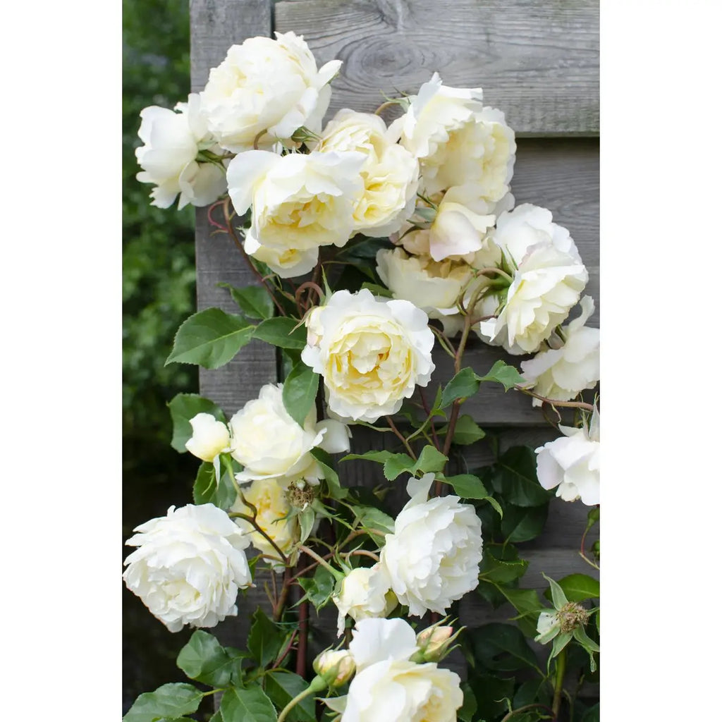 Rosa ‘Crazy In Love Vanilla’ cremeweiße Kletterrose am Spalier