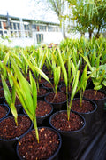 Trachycarpus fortunei - Chinesische Hanfpalme als Setzling aus Freilandzucht