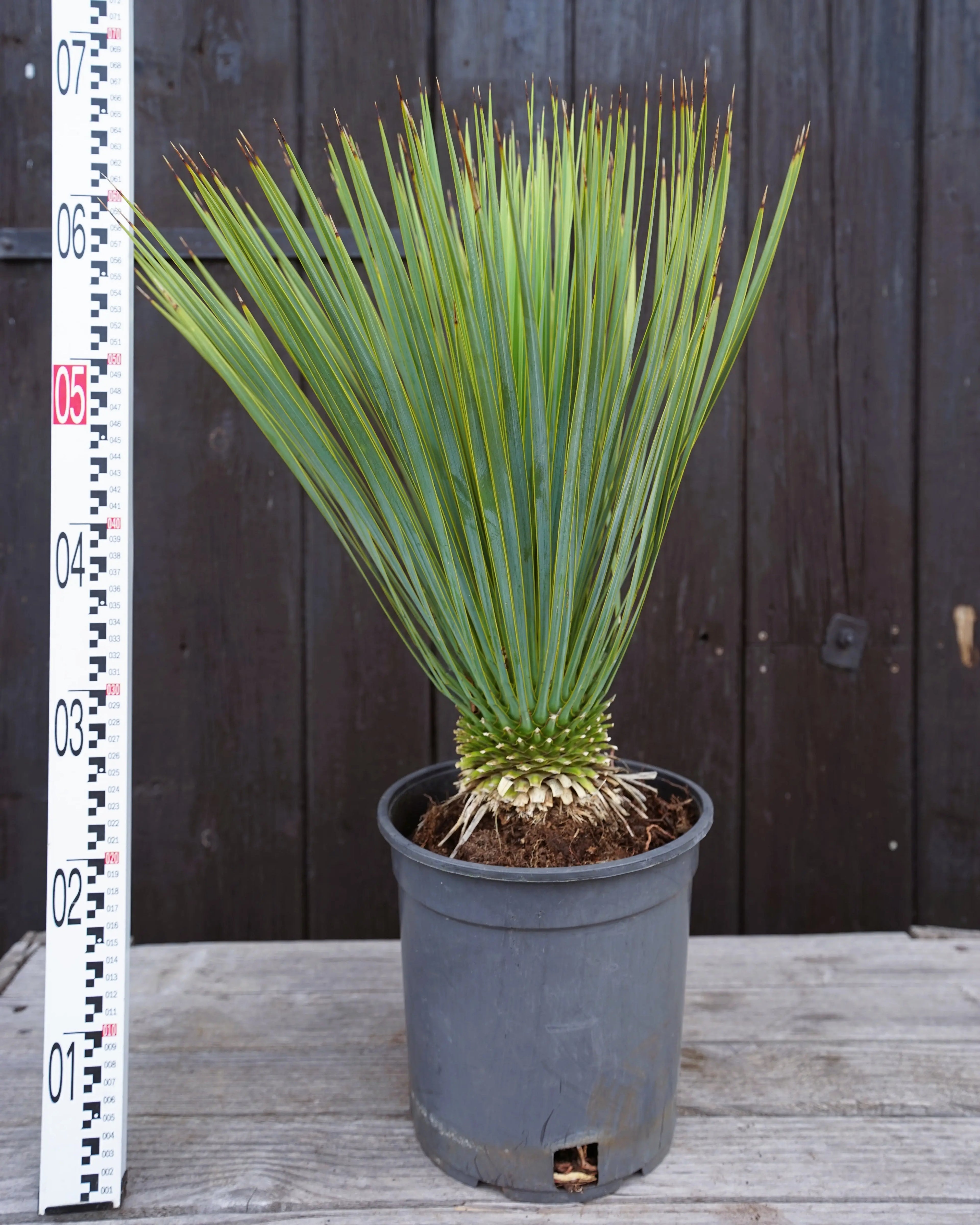 Yucca rostrata - Blaublättrige Palmlilie aus Freilandzucht