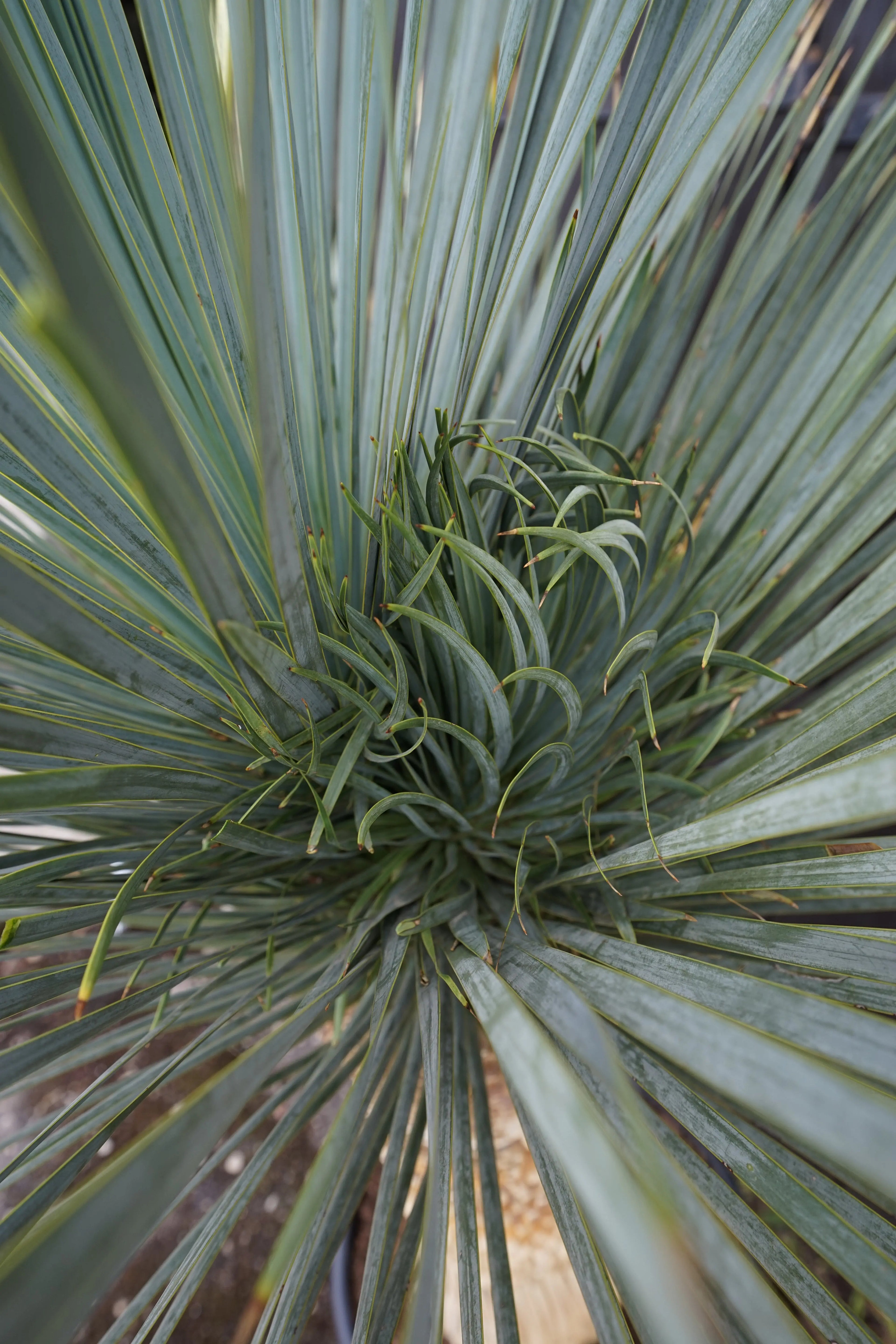 Yucca rostrata Blaublättrige Palmlilie