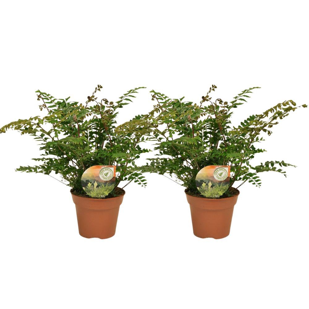 didymochlaena truncatula 2er set farn 17 cm topf 50 cm