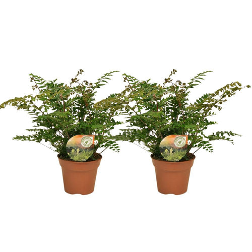 didymochlaena truncatula 2er set farn 17 cm topf 50 cm