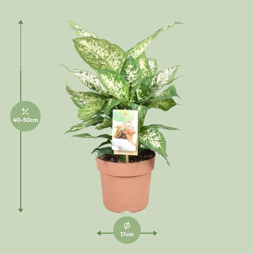Dieffenbachia compacta – Visualisierung der Lieferhöhe ca. 45 cm und Topf Ø17 cm