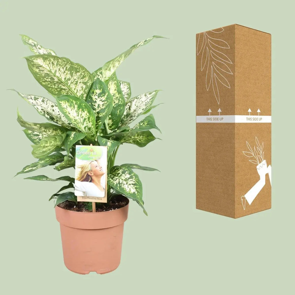 Dieffenbachia compacta neben bruch- und transportsicherer Versandverpackung