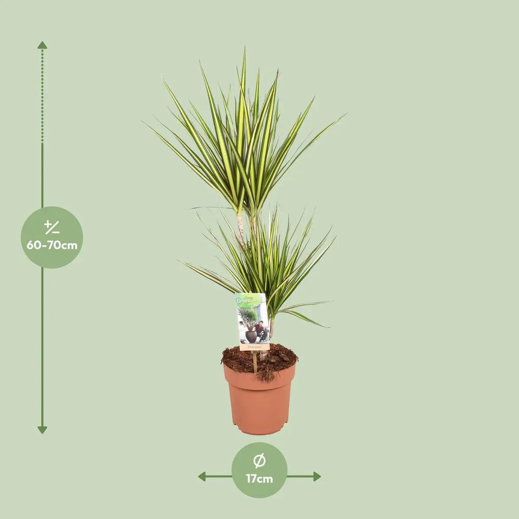 Drachenbaum Dracaena – schlanke grüne Blätter, Aufnahme mit Größendarstellung bei Lieferung