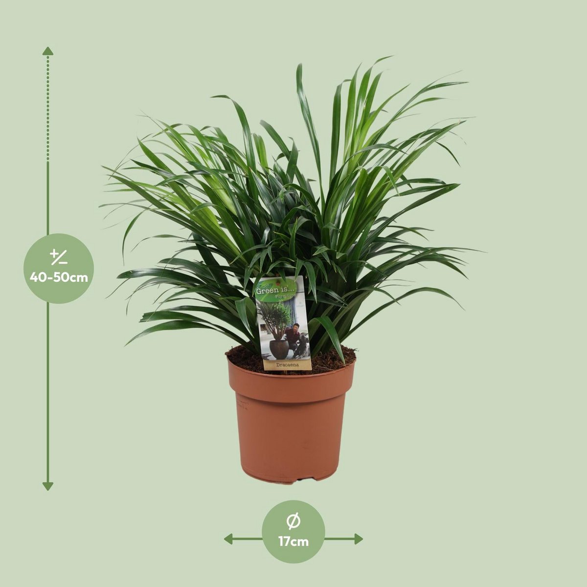 Dracaena Anita pflegeleichter Drachenbaum im Topf P17