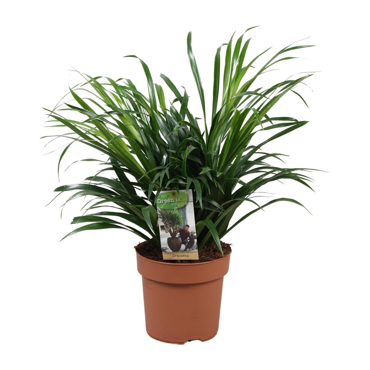 Dracaena Anita P17 Zimmerpflanze ca. 45 cm mit cremefarbenen Streifen