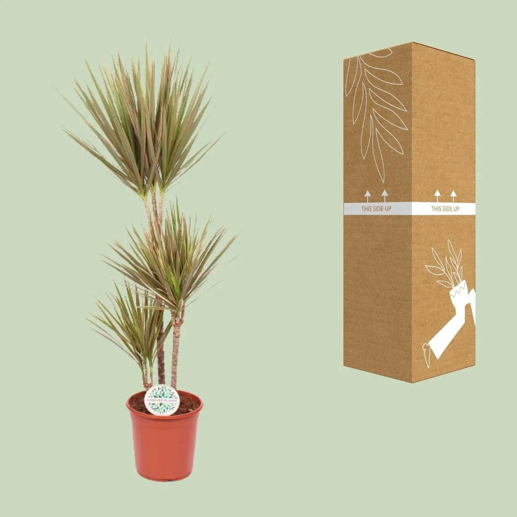 Dracaena Bicolor mit Versand-Verpackung
