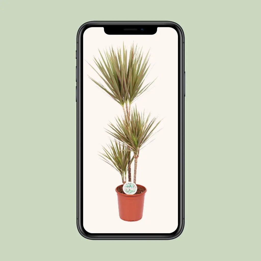 Mobile Ansicht der Dracaena Bicolor