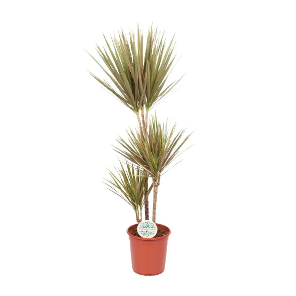 Dracaena Bicolor Drachenbaum ca. 115 cm hoch im Topf Ø24 cm